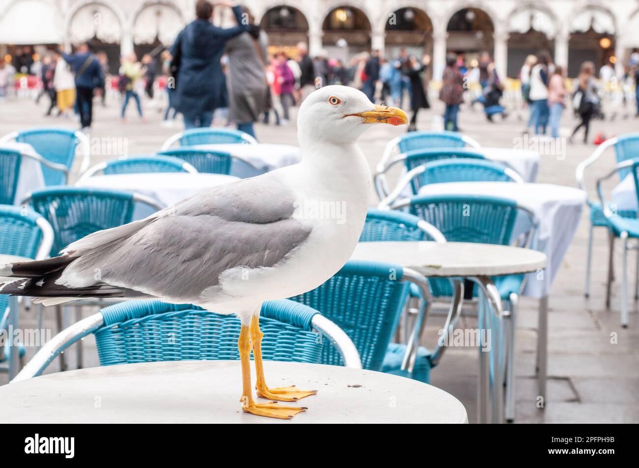 Möwe steht auf einem Café-Tisch in Venedig. Aggressives Verhalten. Verbreitung von Krankheiten. Stockfoto