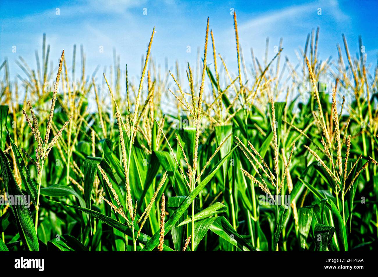 Reifendes Maisfeld auf einer Farm in Minnesota. Stockfoto