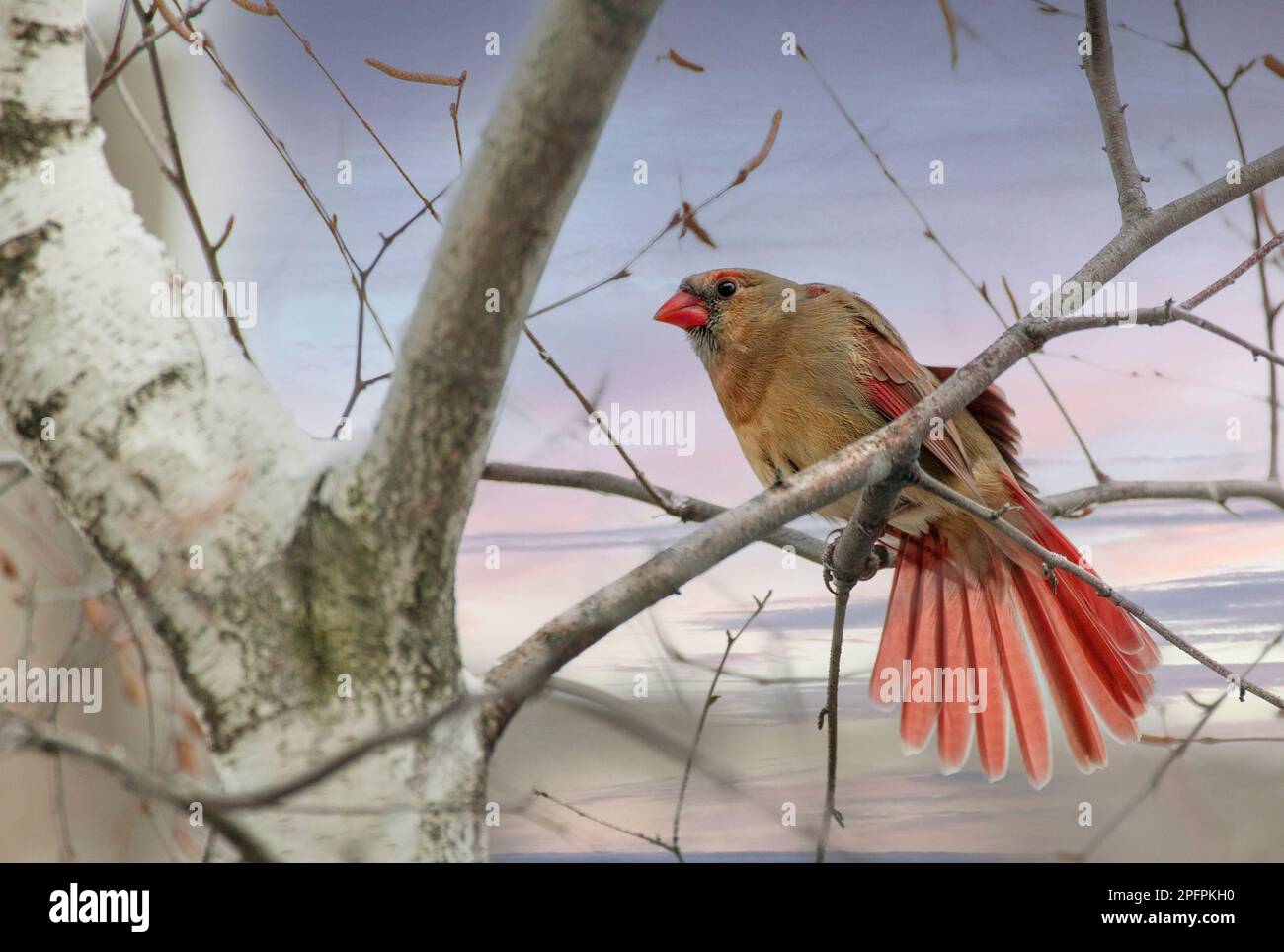 Eine weibliche nördlichen Kardinal breitet sich die Schwanzfedern. Stockfoto