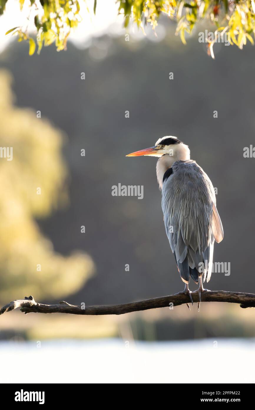 Nahaufnahme eines Graureiherons (Ardea cinerea) auf einem Ast, Großbritannien. Stockfoto