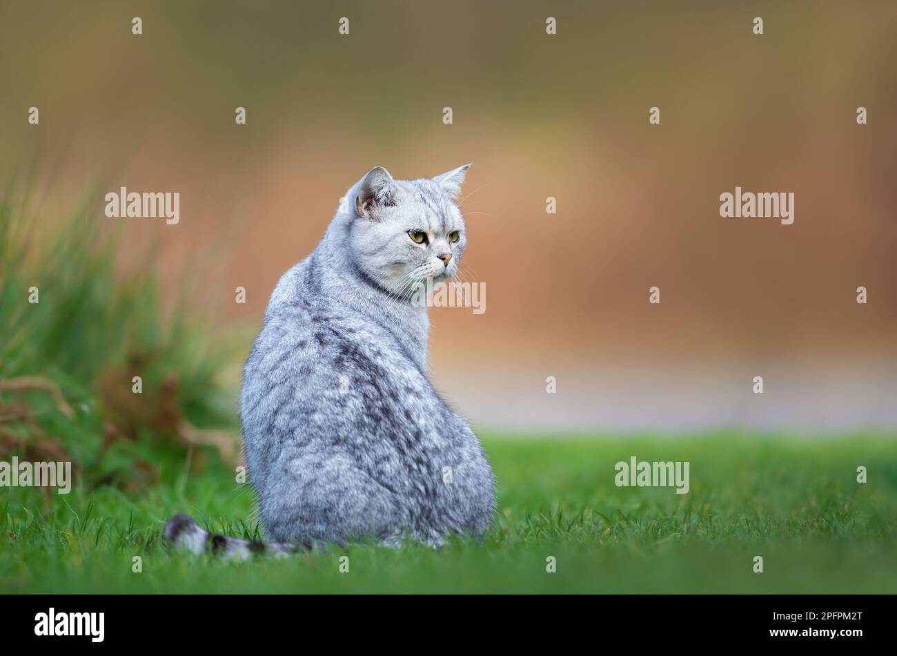 Nahaufnahme einer grauen Hauskatze, die auf einem Gras sitzt, Großbritannien. Stockfoto