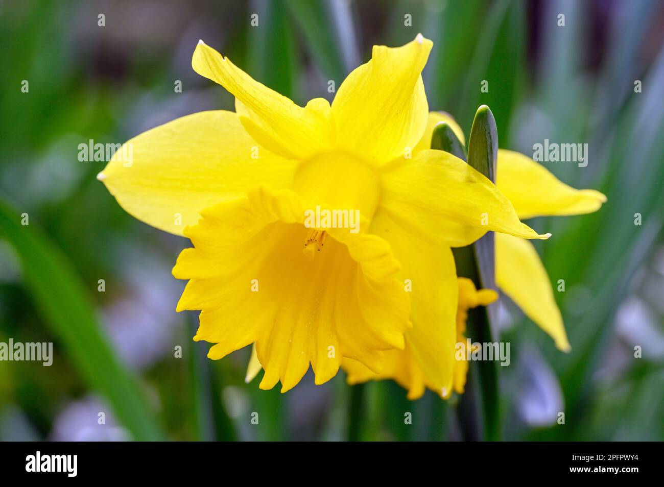 Narzissen in der Blüte. Nahaufnahme des Kopfes einer Narzisse. Makrofotografie einer gelben Blume in Beckenham, Kent, Großbritannien. Stockfoto