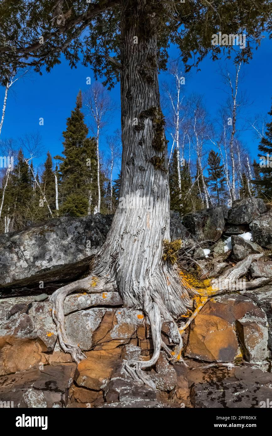 Wurzeln von N. White Cedar (Thuja occidentalis) rund um Boulder gewickelt,  Tettegouche SP, MN, USA, durch die Bruce Montagne/Dembinsky Foto Assoc  Stockfotografie - Alamy