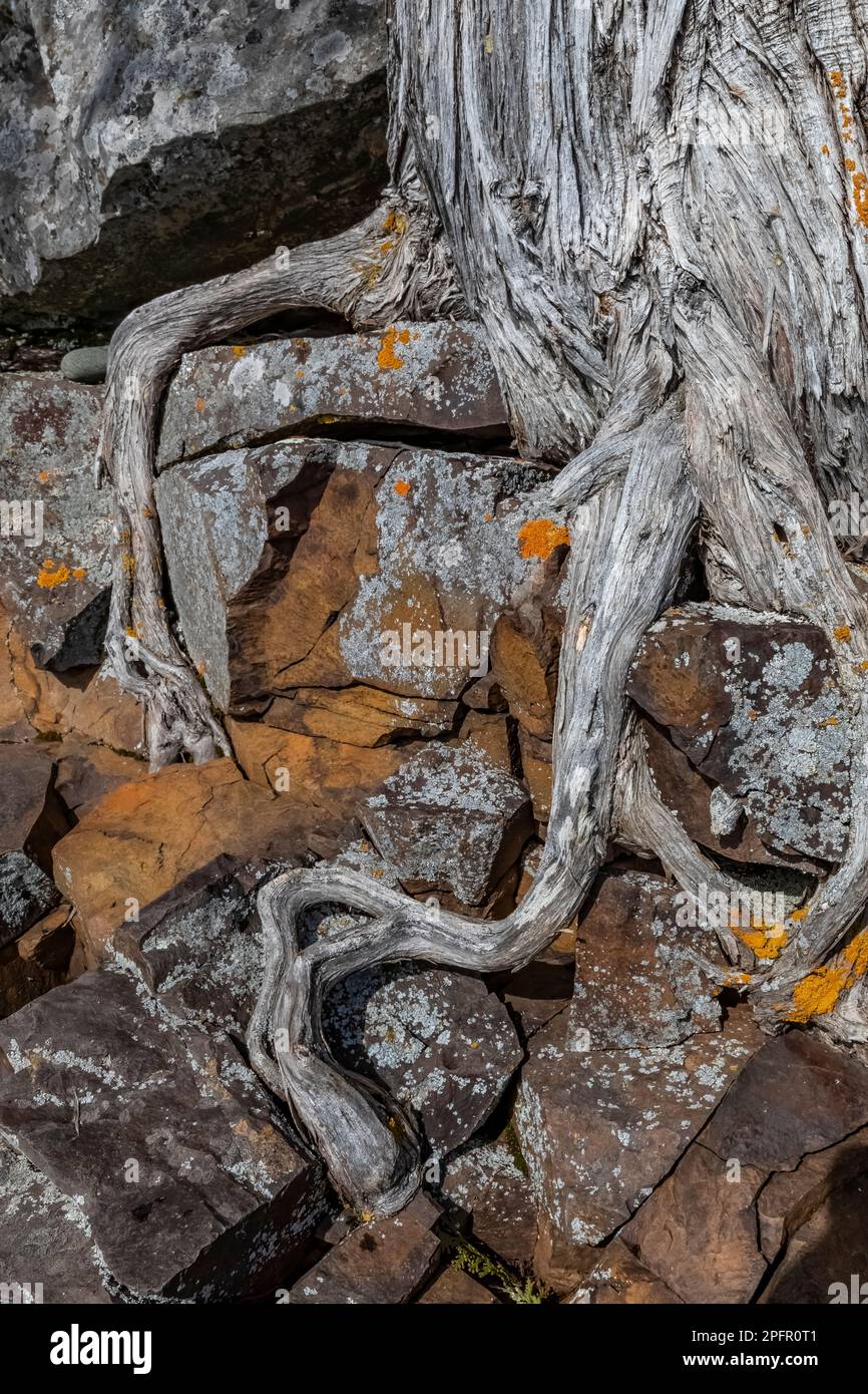 Wurzeln von N. White Cedar (Thuja occidentalis) rund um Boulder gewickelt,  Tettegouche SP, MN, USA, durch die Bruce Montagne/Dembinsky Foto Assoc  Stockfotografie - Alamy
