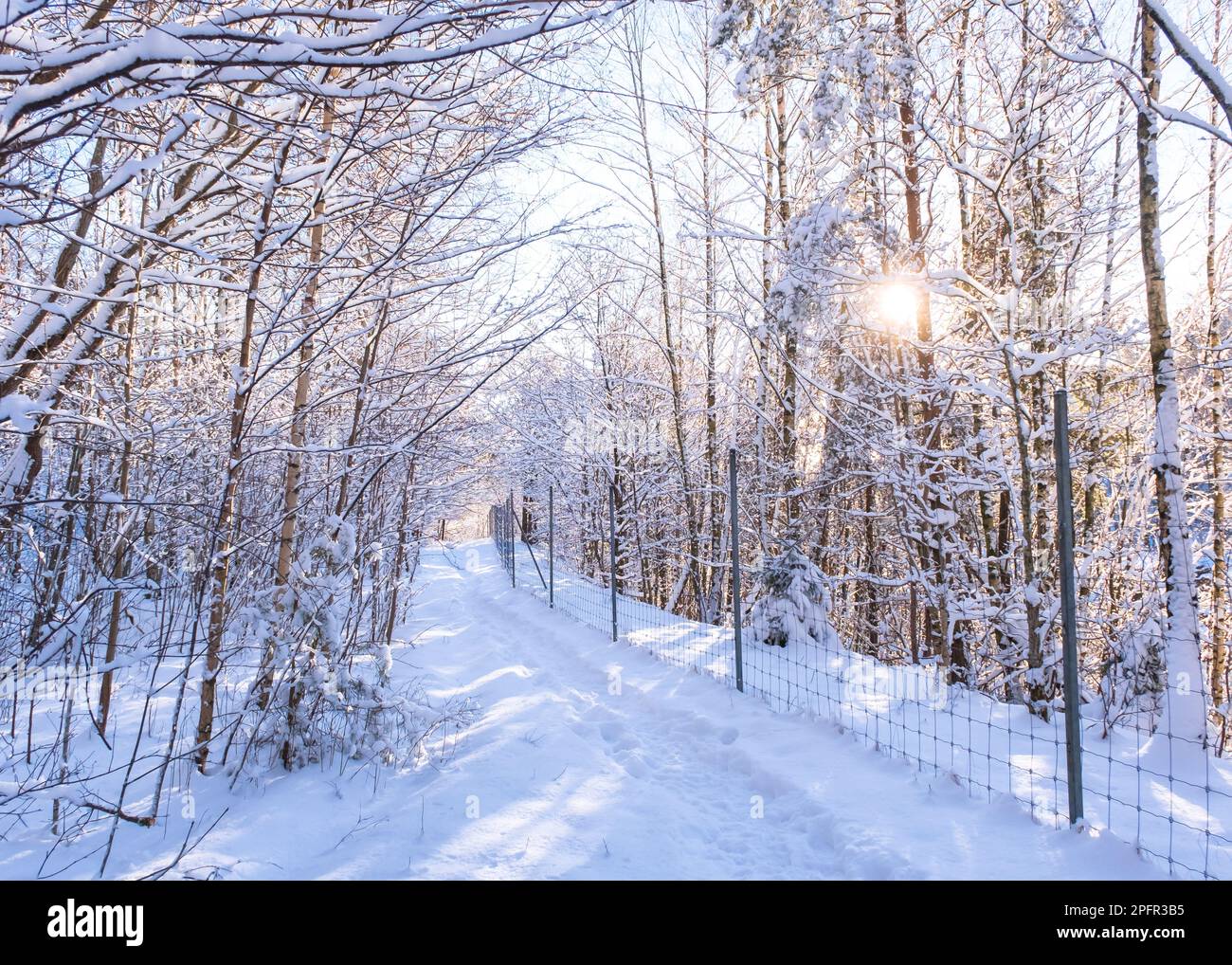 Die Sonne blickt durch gefrorene Bäume in göteborg schweden während eines der kältesten Winter Stockfoto