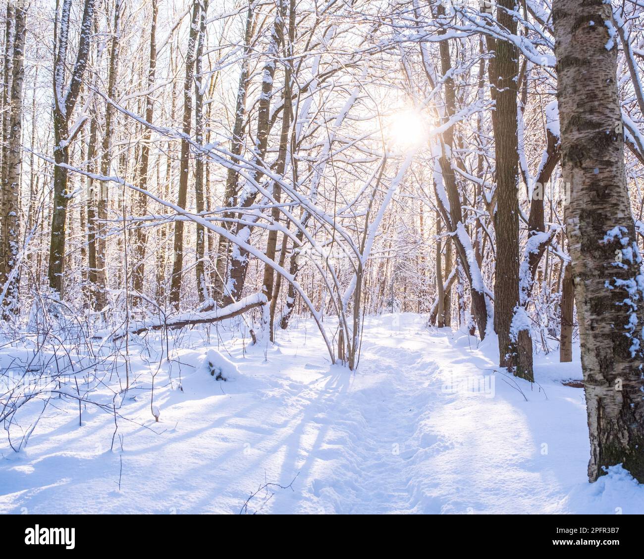 Die Sonne blickt durch gefrorene Bäume in göteborg schweden während eines der kältesten Winter Stockfoto