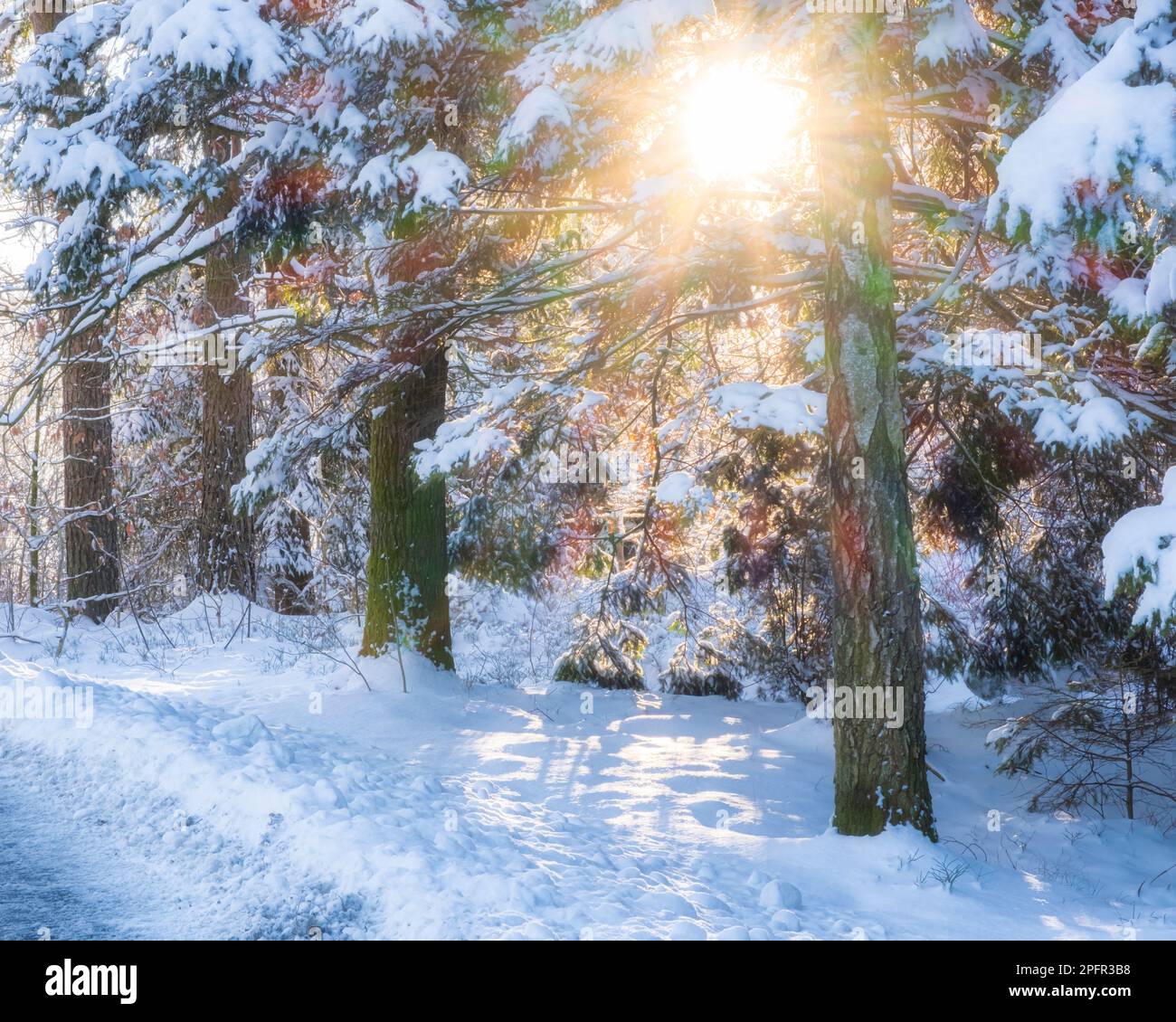 Die Sonne blickt durch gefrorene Bäume in göteborg schweden während eines der kältesten Winter Stockfoto