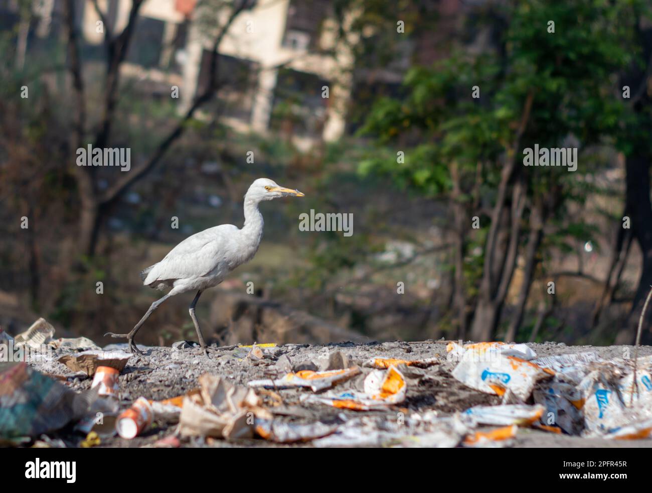 Der große Weiße Reiher (Ardea alba) oder gemeiner Reiher, der in einer Müllhalde gesichtet wurde. Stockfoto
