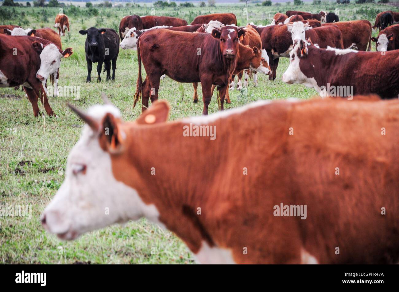 Einzelkuh mit kleinen Hörnern vorne und eine Gruppe von Kühen im Hintergrund Stockfoto