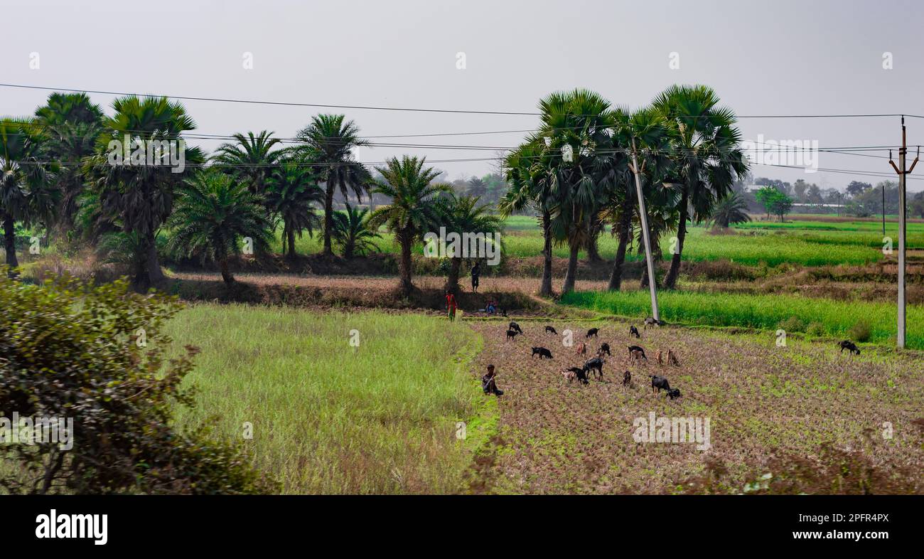 Ziegen, die auf einem landwirtschaftlichen Feld in einer ländlichen Dorflandschaft weiden, auf Bäumen im Hintergrund des Horizonts Stockfoto