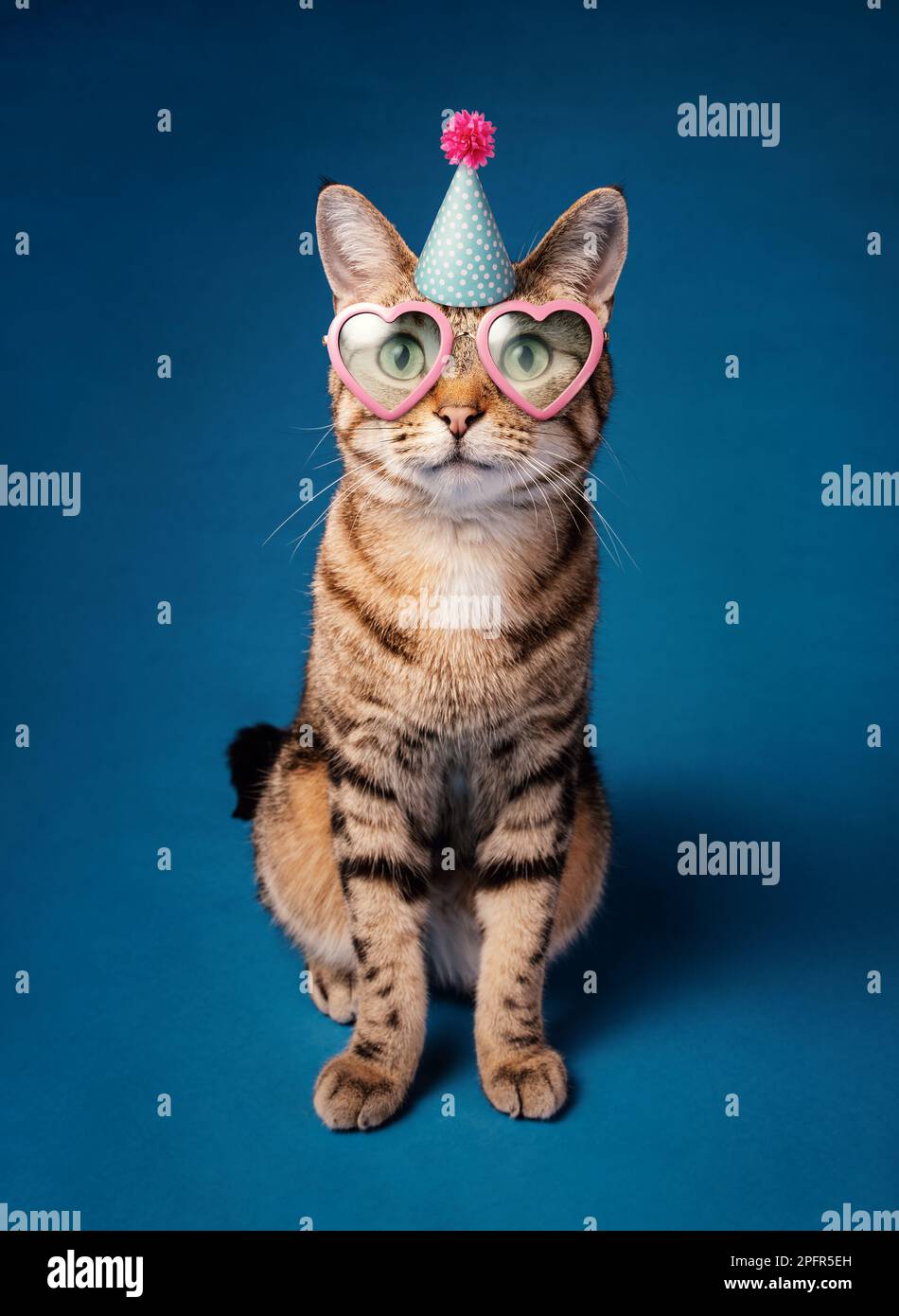 Happy Funny Party Cat mit Geburtstagsmütze und herzförmiger Sonnenbrille auf blauem Hintergrund. Stockfoto