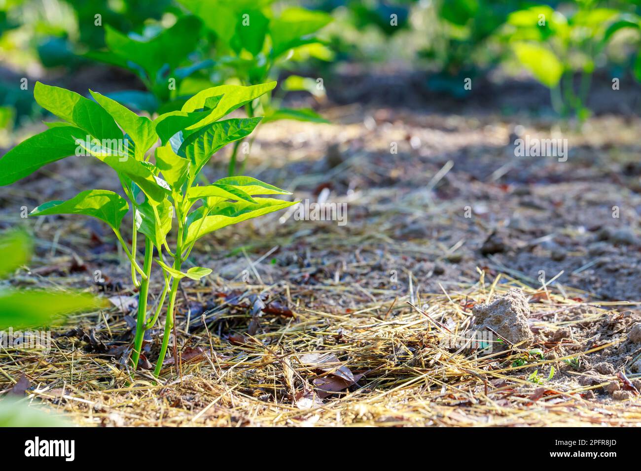 Die süßen Paprika-Setzlinge werden in den Boden gepflanzt. Stockfoto