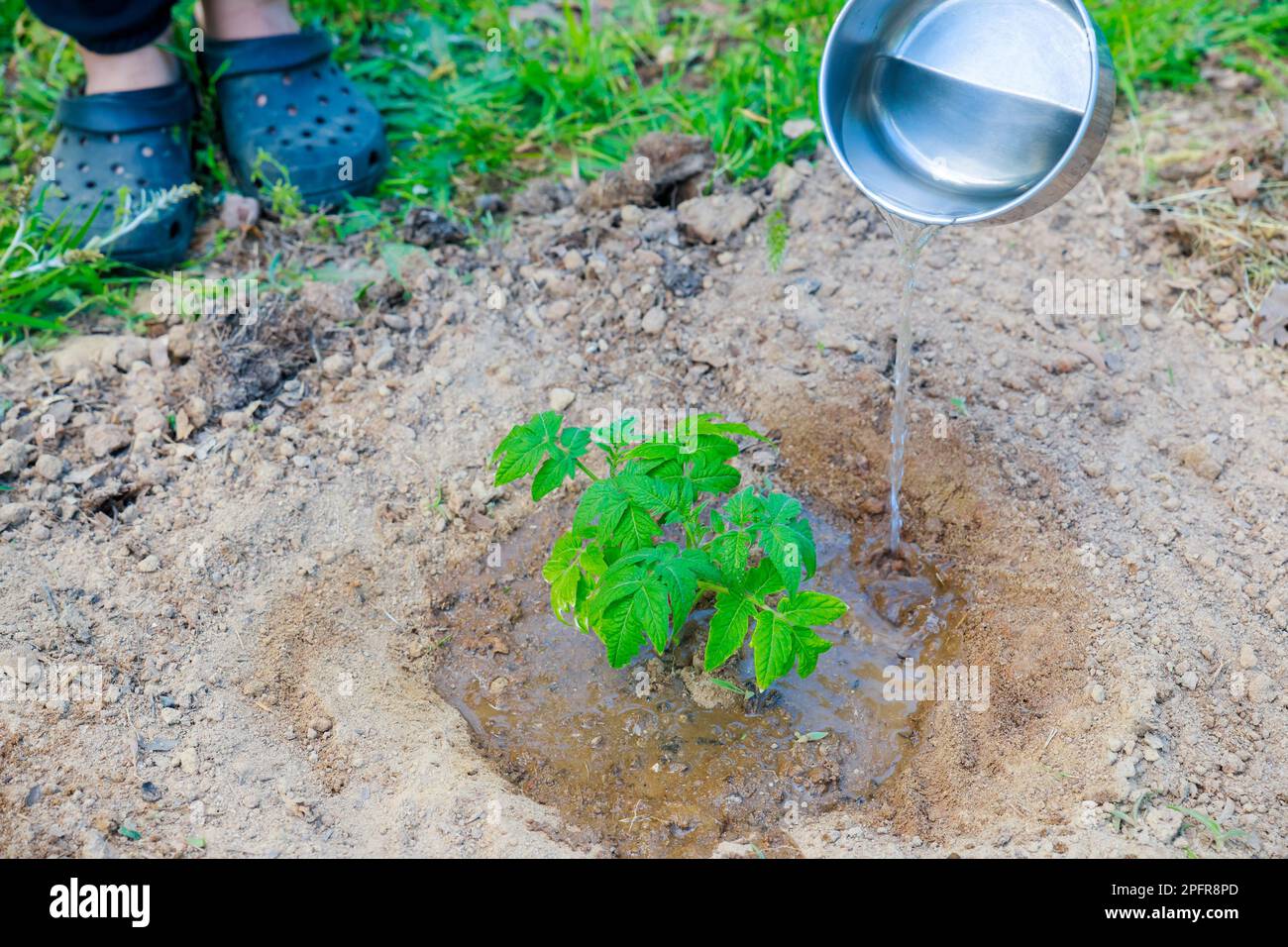 Es ist wichtig, Tomatenkeimlinge zu gießen, wenn sie in den Boden gepflanzt werden. Stockfoto