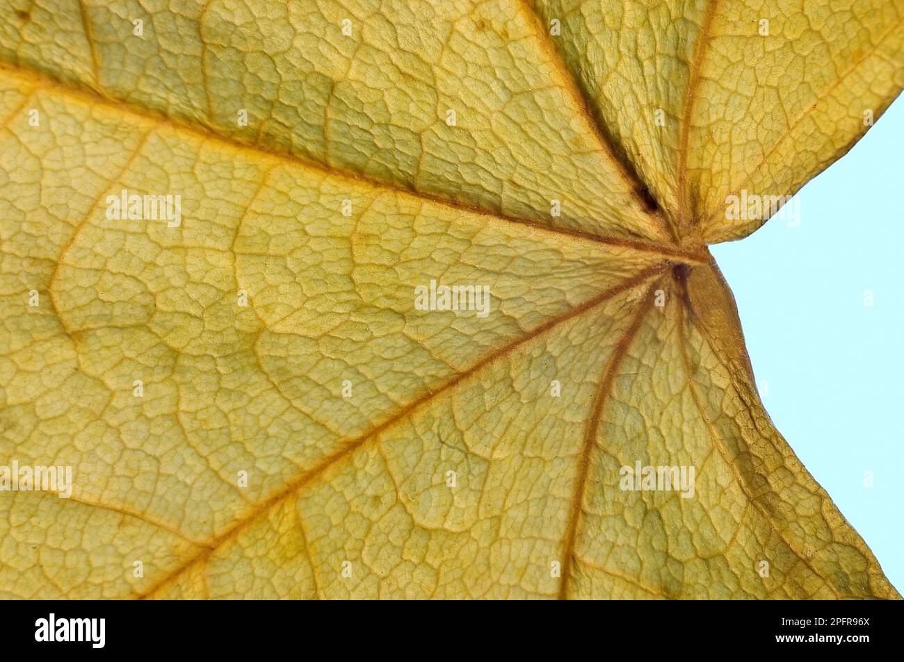 Herbstlaub-Makrofotografie für Mobiltelefone und Computer. Stockfoto