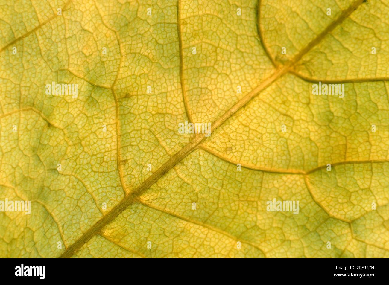 Trockenes Herbstblatt für mobilen Startbildschirm. Stockfoto