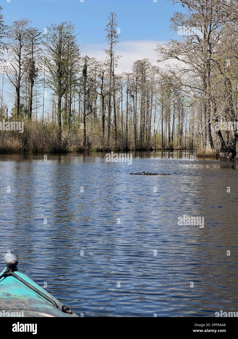 Kajaktour mit Alligatoren im Okefenokee National Wildlife Refuge, Heimat des größten Schwarzwassersumpfs in Nordamerika. Stockfoto