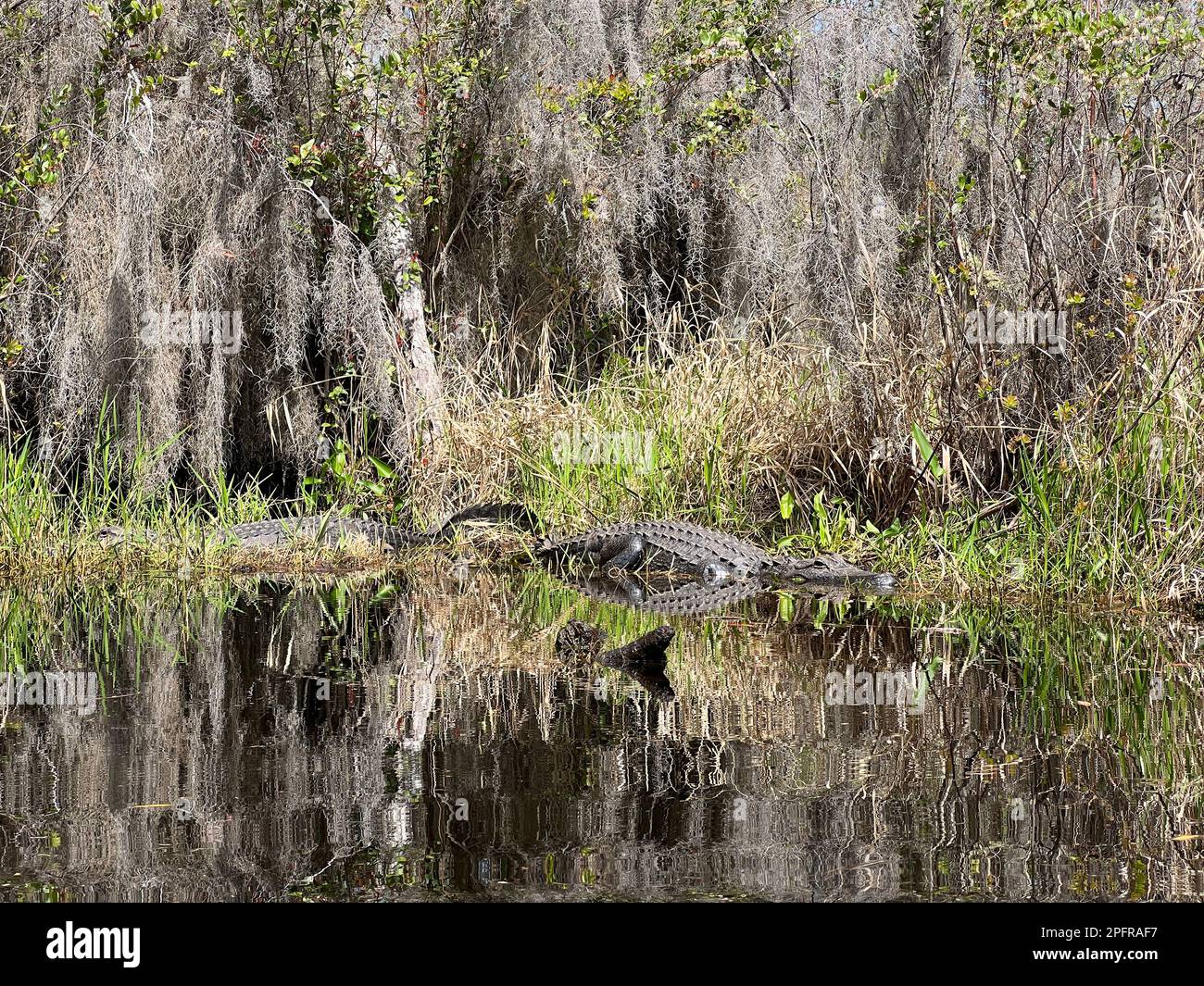 Alligatoren ruhen sich am Ufer im Okefenokee National Wildlife Refuge aus, Nordamerikas größtem Schwarzwassersumpf-Habitat. Stockfoto