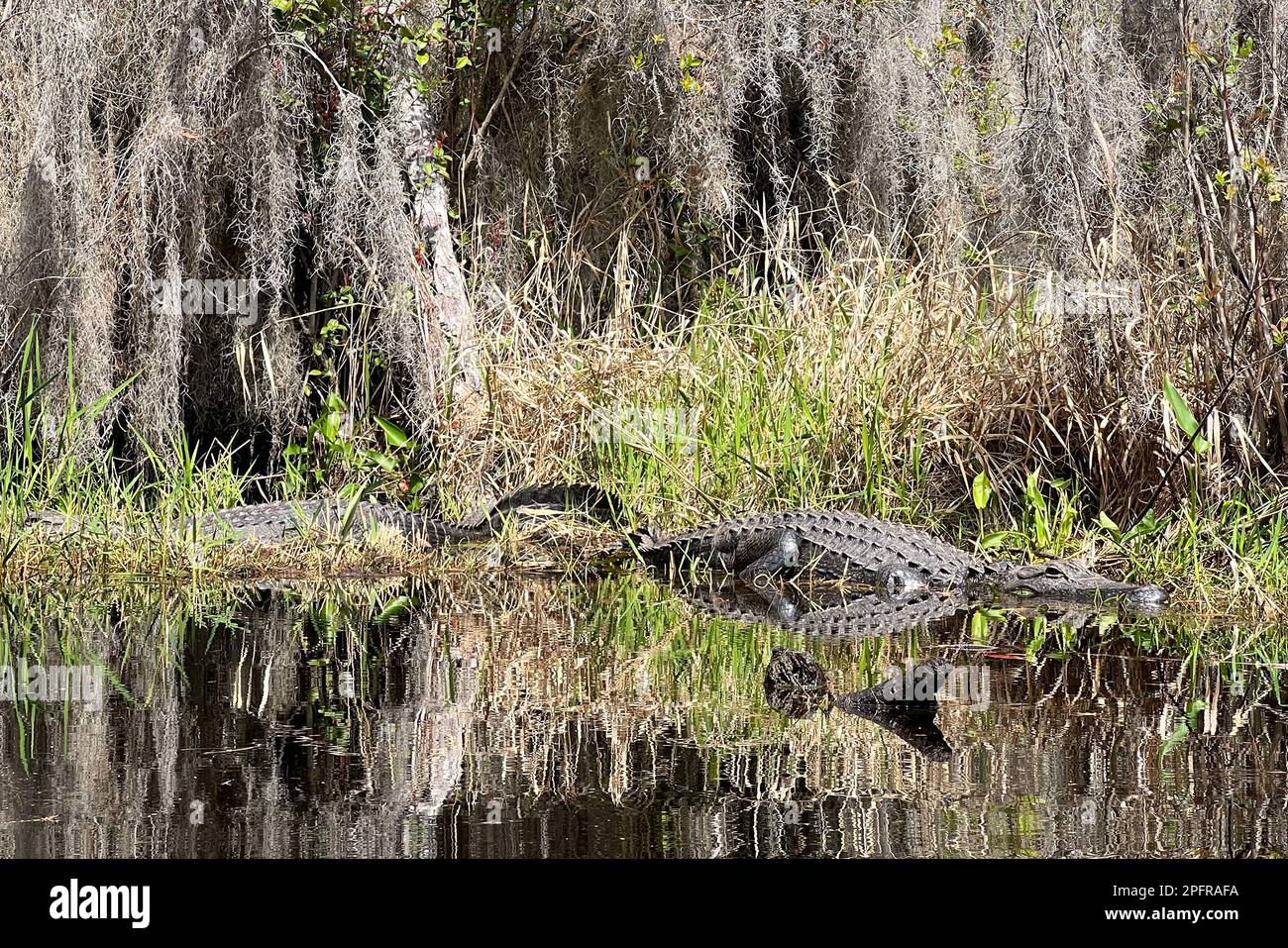 Alligatoren ruhen sich am Ufer im Okefenokee National Wildlife Refuge aus, Nordamerikas größtem Schwarzwassersumpf-Habitat. Stockfoto
