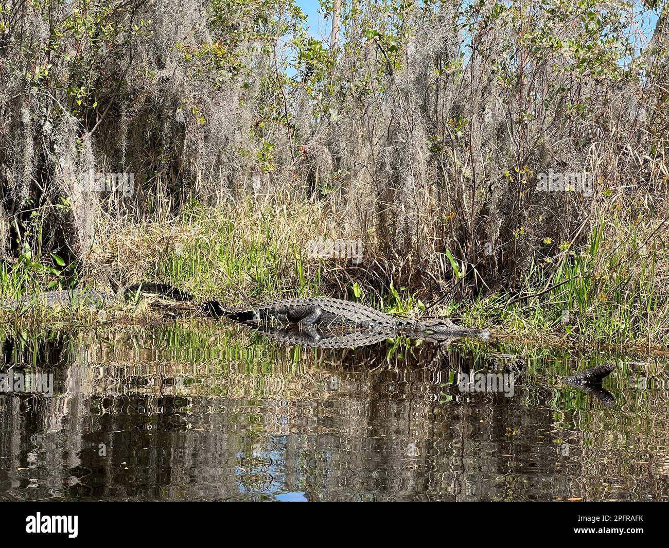Alligatoren ruhen sich am Ufer im Okefenokee National Wildlife Refuge aus, Nordamerikas größtem Schwarzwassersumpf-Habitat. Stockfoto