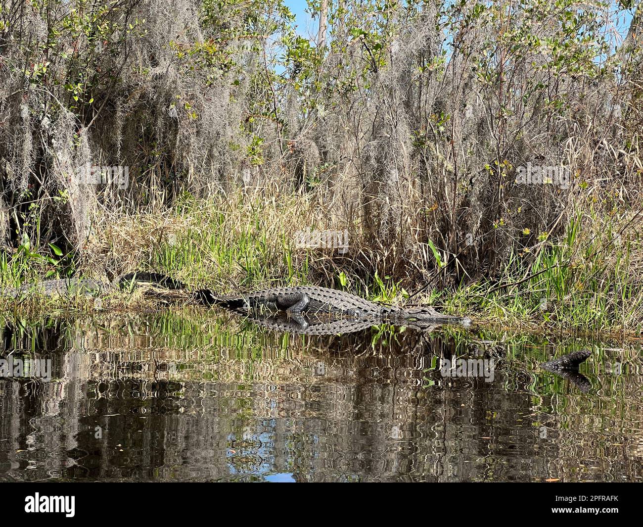Alligatoren ruhen sich am Ufer im Okefenokee National Wildlife Refuge aus, Nordamerikas größtem Schwarzwassersumpf-Habitat. Stockfoto
