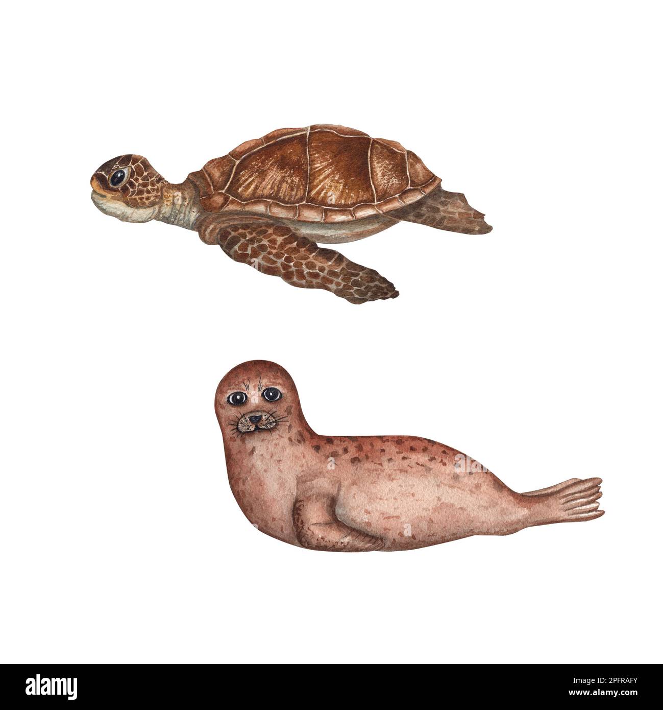 Aquarell-Seehund mit Seehund, Schildkröte isoliert auf weißem Hintergrund. Für Babytextilien, Tapeten, Kinderzimmer Dekoration, Karten, Hintergrund, Souvenirs Stockfoto