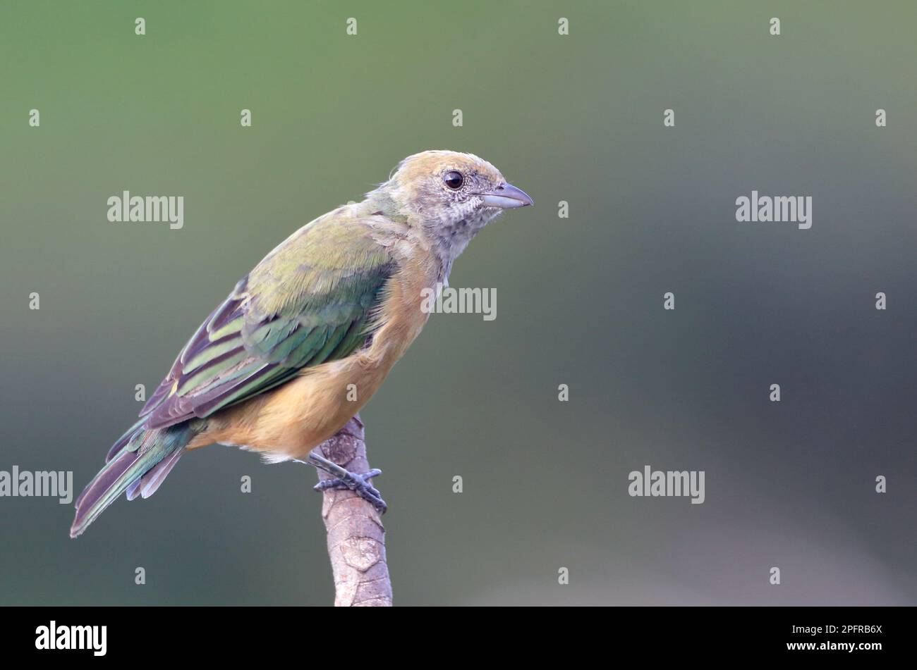 Weiblicher Tanager (Stilpnia cayana) isoliert, auf der Spitze eines Astes vor einem verschwommenen Hintergrund. Stockfoto