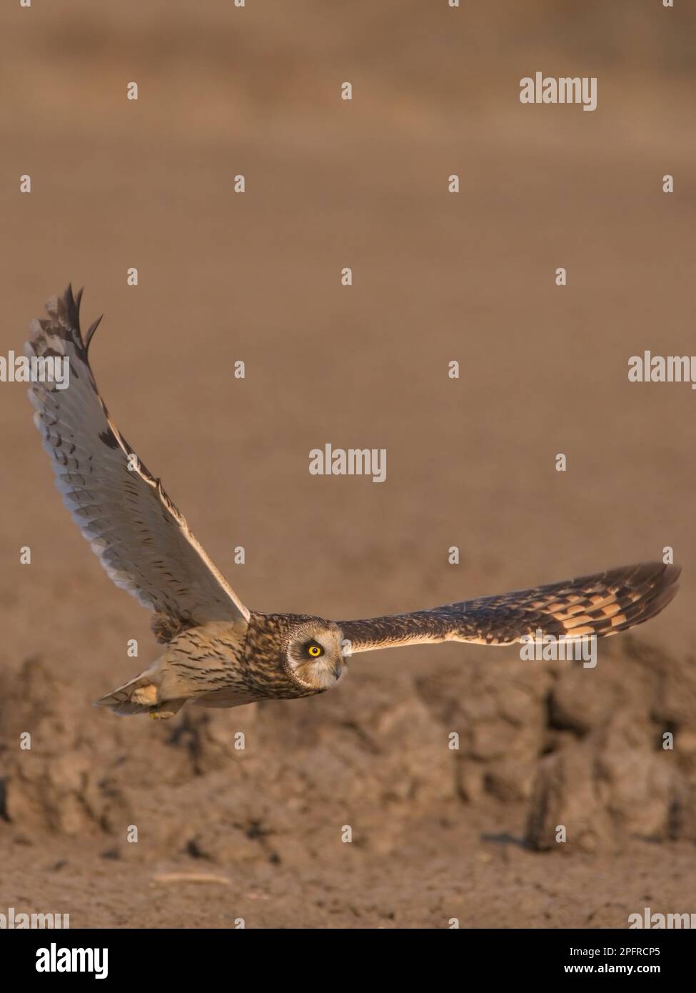 Kurzohr-Eule (ASIO flammeus) im Flug Stockfoto