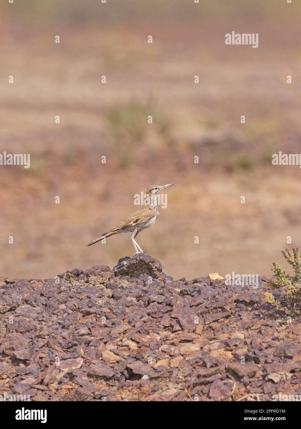 Greater Hoopoe-Lark (Alaemon alaudipes) in Little rann von kutch Stockfoto
