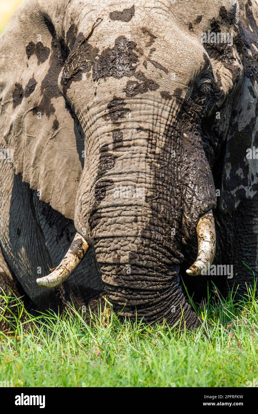 Einsamer Elefantenbulle, Loxodonta africana, Porträt seiner Stoßzähne, seines Rumpfes und seines Gesichts. Okavango Delta, Botsuana, Afrika Stockfoto