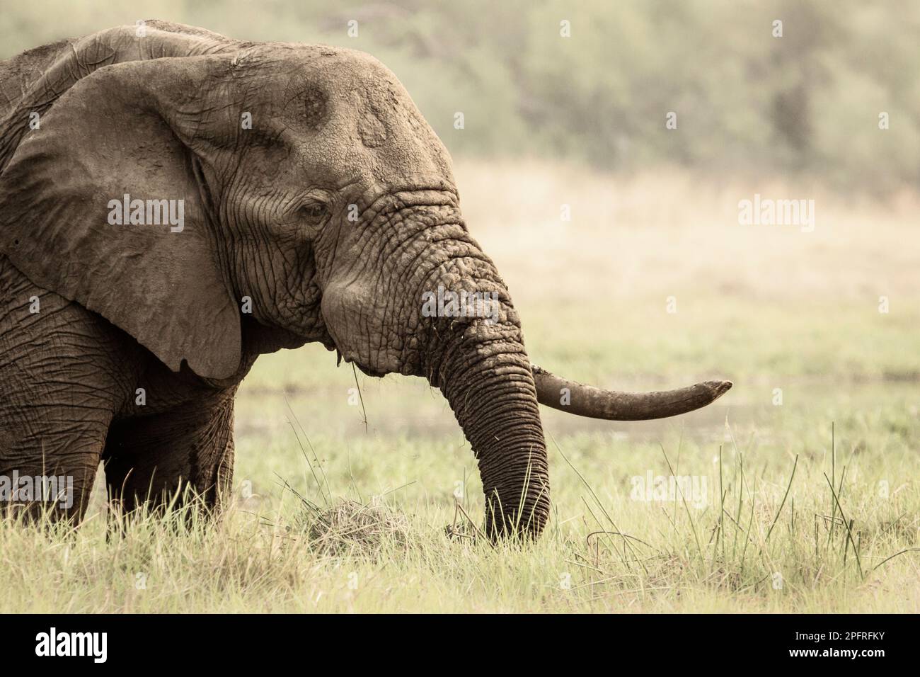 Einsamer Elefantenbulle, Loxodonta africana, Porträt seines 1. Stoßzahns, Stamm und Gesicht. Okavango Delta, Botsuana, Afrika Stockfoto
