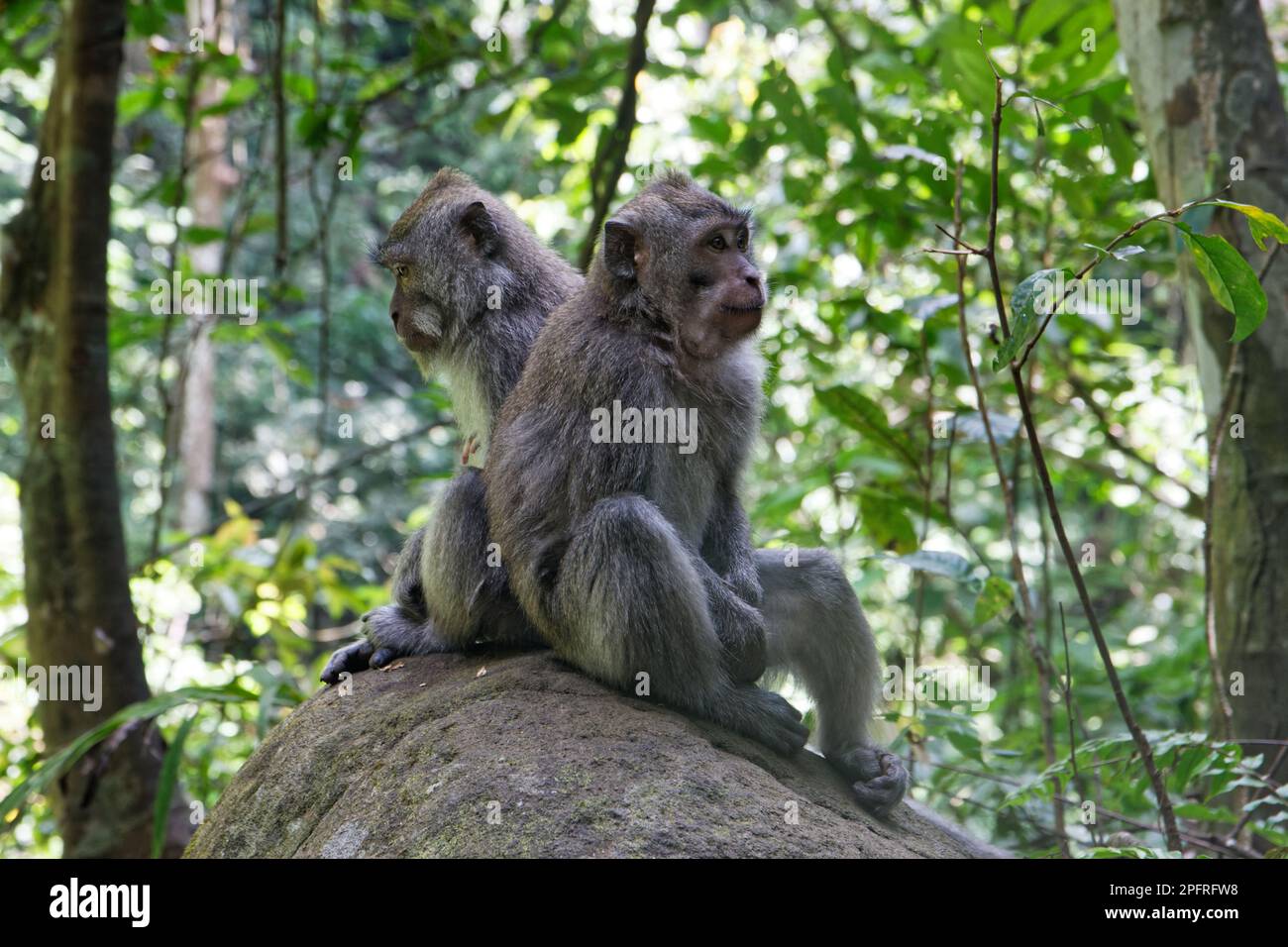 Friedliche Makaken-Affen im Dschungel der Insel Lombok, Indonesien Stockfoto