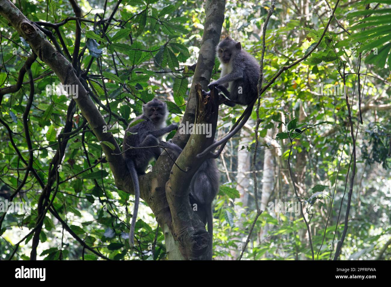 Friedliche Makaken auf einem Baum im Dschungel von Lombok Island, Indonesien Stockfoto