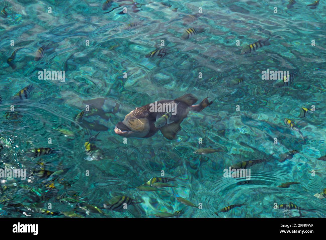 Fische im Wasser nahe der Insel Gili Trawangan, Indonesien Stockfoto