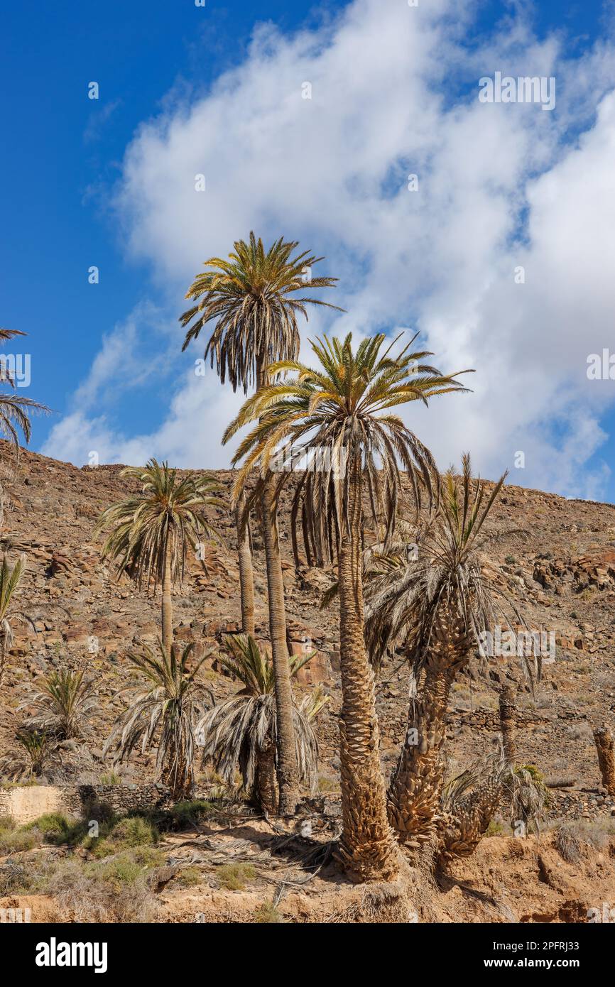 Barranco de la Madre del Agua Oase auf der Insel Fuerteventura auf den Kanarischen Inseln Stockfoto