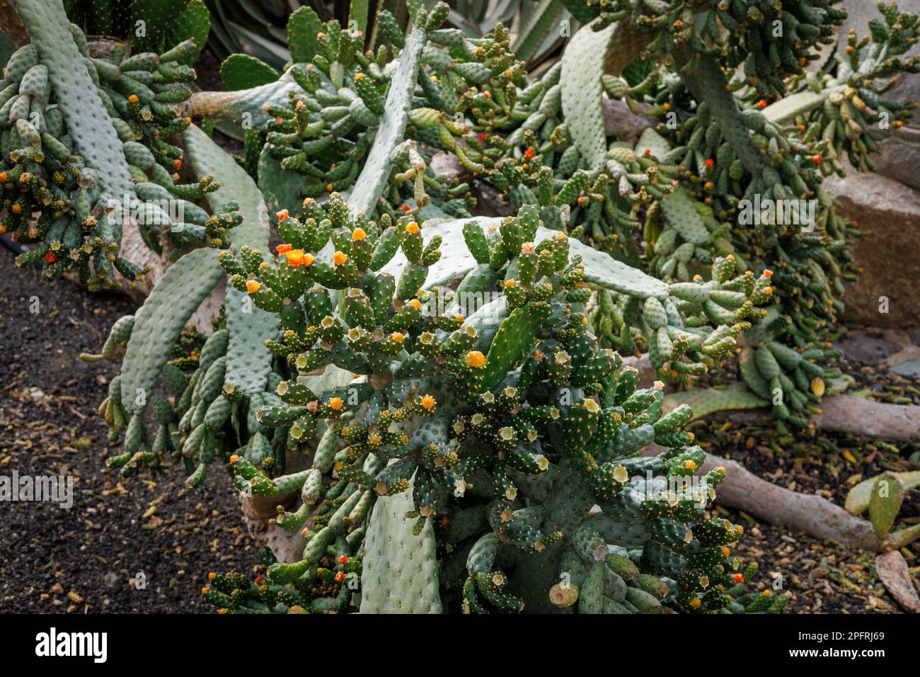Die Stachelfeige ist eine typische Pflanze im subtropischen Gebiet der Insel Fuerteventura auf den Kanarischen Inseln Stockfoto