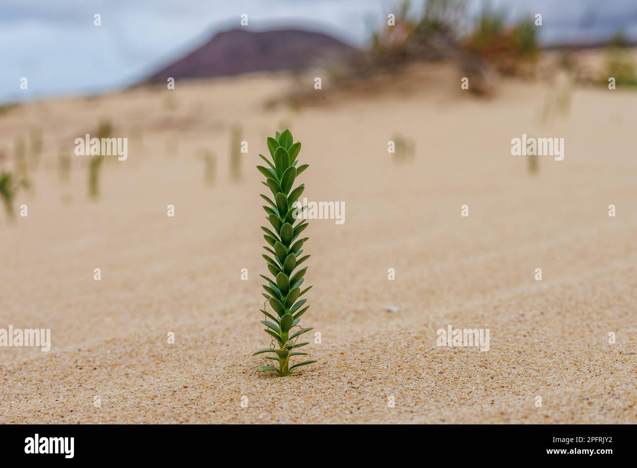 Sukulent Euphorbia paralias findet man oft auf den Sanddünen der Insel Fuerteventura auf den Kanarischen Inseln Stockfoto