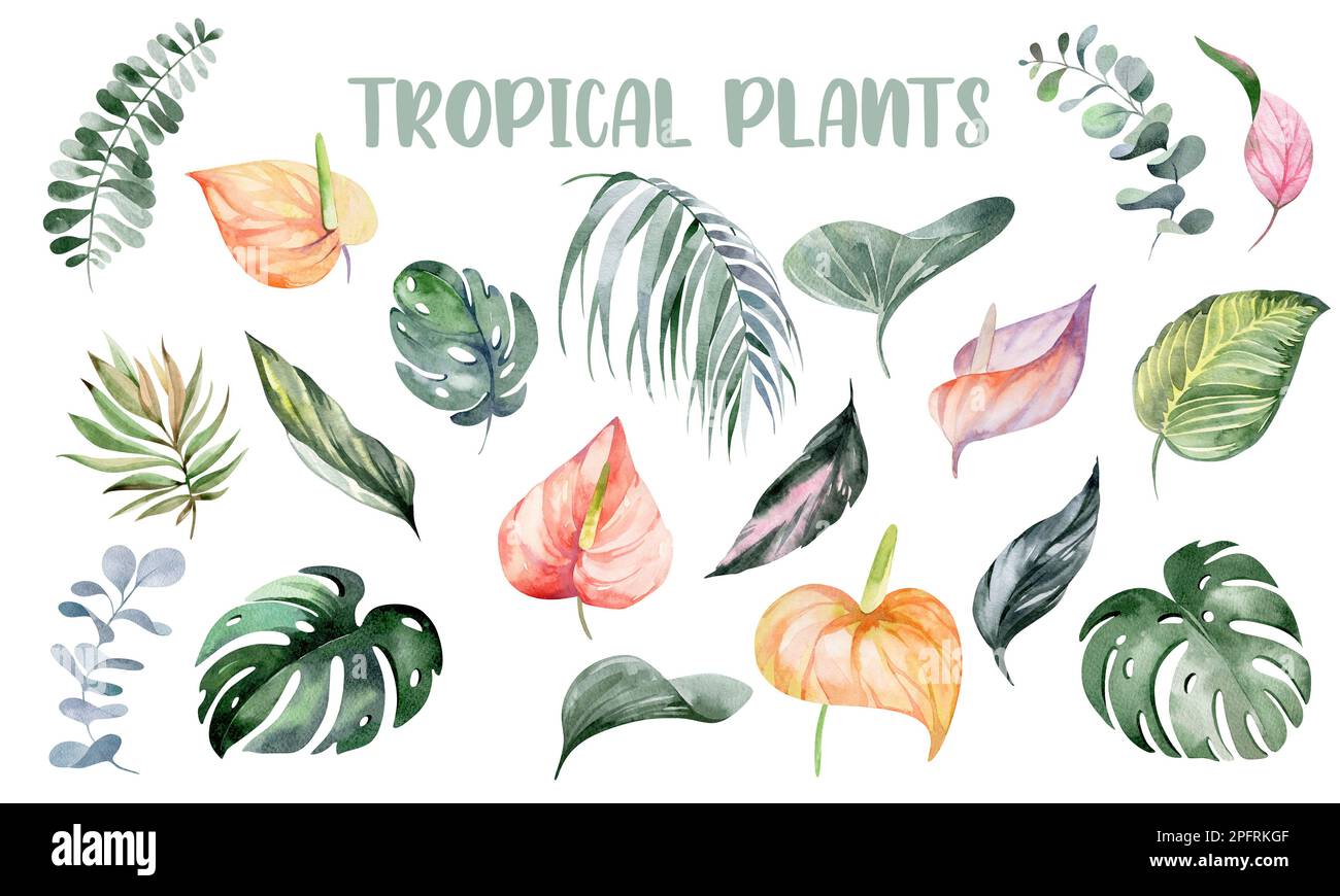 Set mit Aquarell- und Blumenabbildungen. Blumenkollektion mit grünen Blättern - für Blumensträuße, Kränze, Kompositionen, Hochzeitseinladungen, Stockfoto