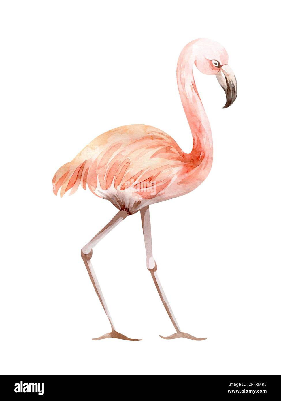 Rahmen in Aquarellfarben mit Blumenmuster. Rahmen aus tropischen Blumen und Blättern mit Flamingo-Vögeln. Werke Australiens und Afrikas. Für die Gestaltung von Urlaubskarten, Stockfoto