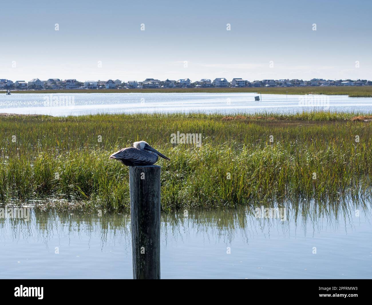 Am Murrell's Inlet südlich von Myrtle Beach in South Carolina, USA, liegt ein Pelikan auf einem Stab. Mit dem Hintergrund von Wasser und Stockfoto