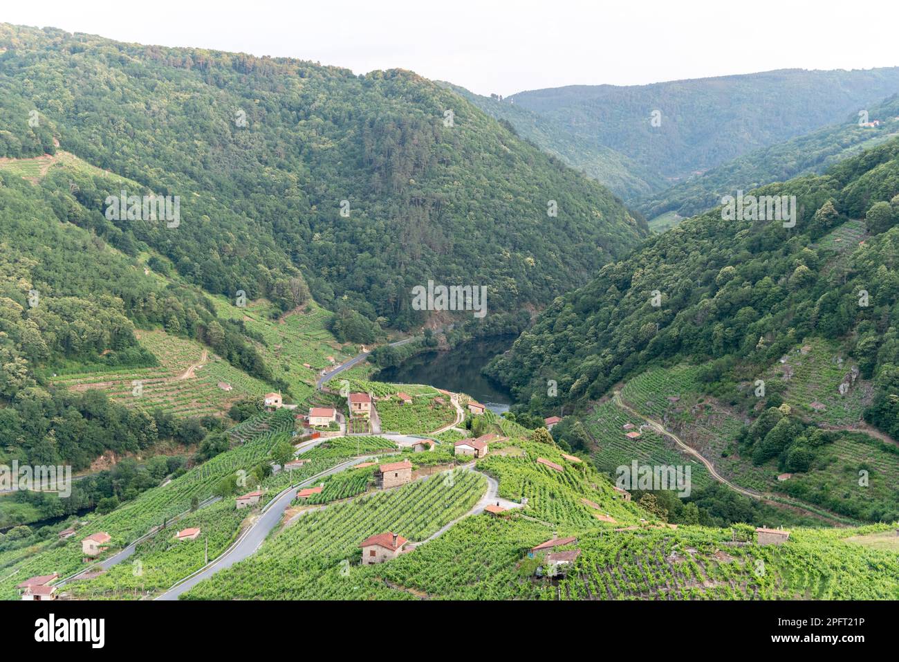 Tauchen Sie ein in die natürliche Schönheit von Ribeira Sacra in Chantada, Galicien, Spanien, die blühenden Reben und Vegetation bieten eine malerische Kulisse für die St. Stockfoto