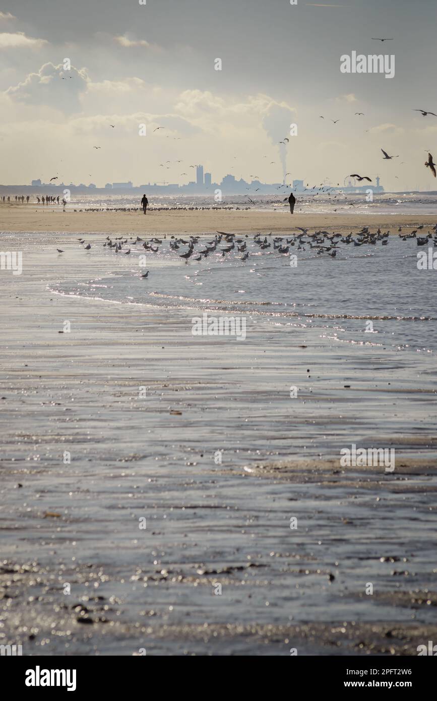Blick auf Den Haag und Scheveningen vom Katwijk-Strand Stockfoto