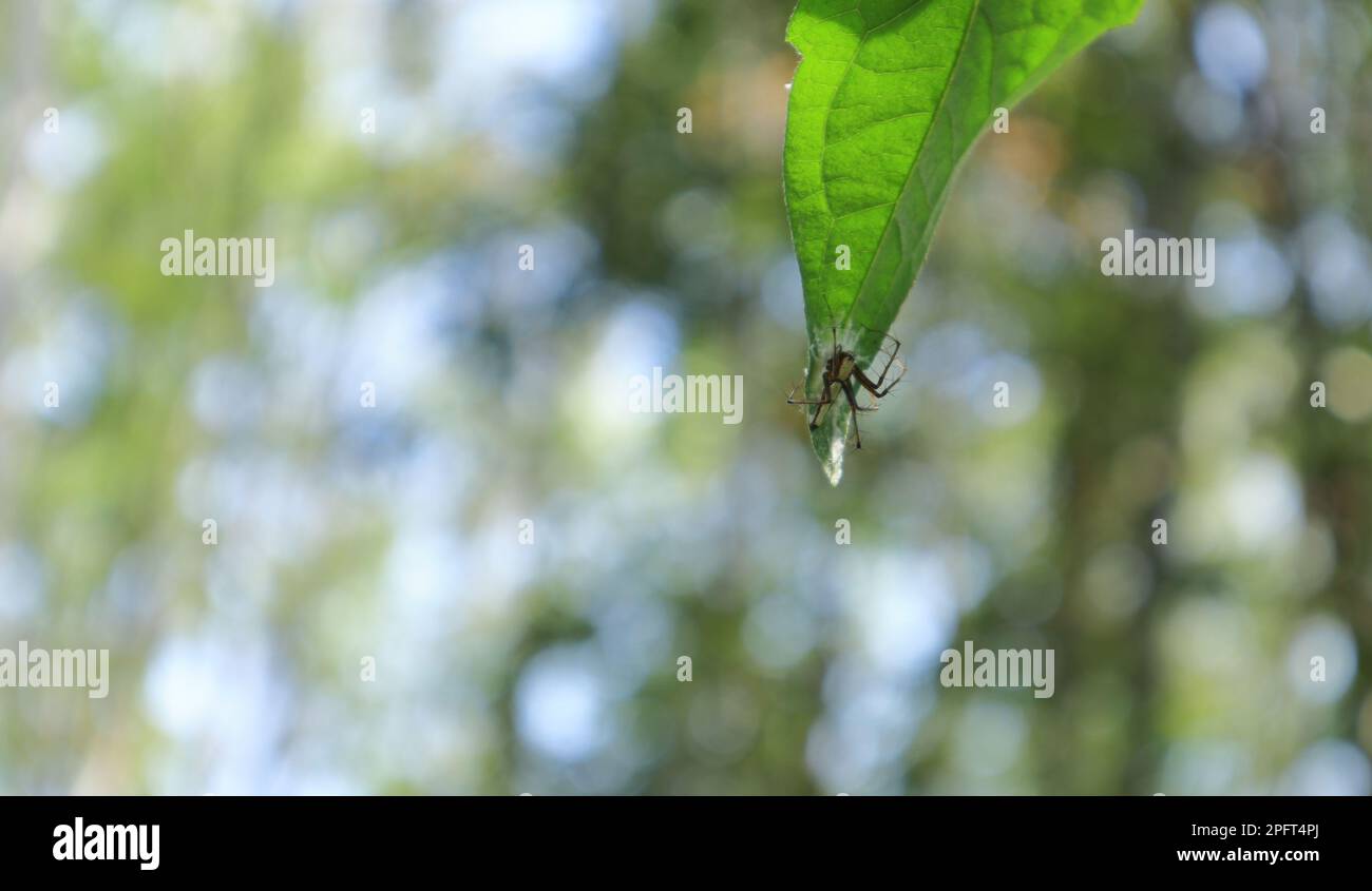 Eine haarige Luchsspinne mit Spinneneiern befindet sich unter einer wilden Blattspitze, die im Wind heftig zittert Stockfoto