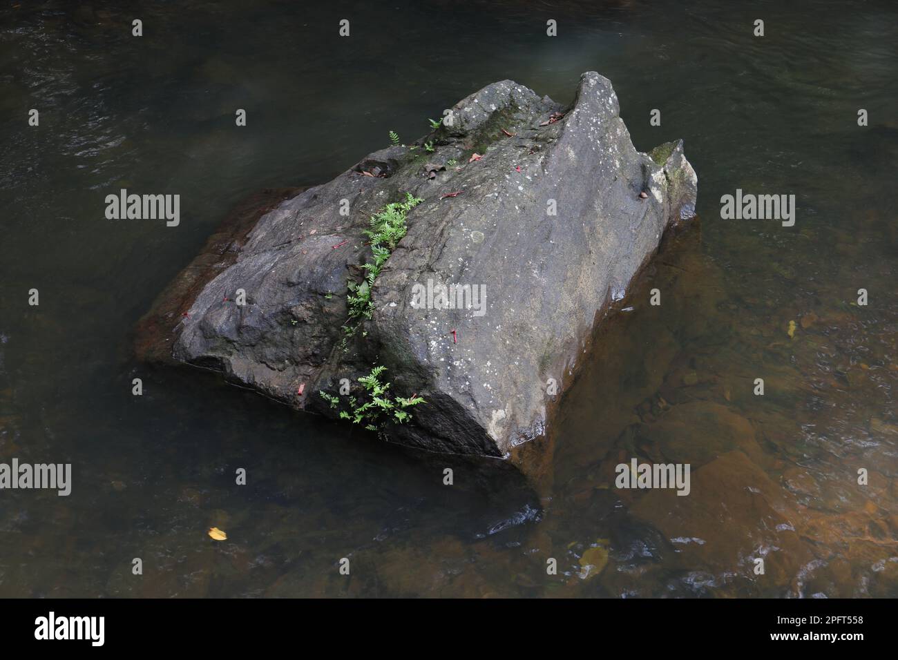 Ein mittelgroßer Fels in der Mitte eines Flusses mit wachsenden kleinen Farnpflanzen auf der rissigen Oberfläche des Fels Stockfoto