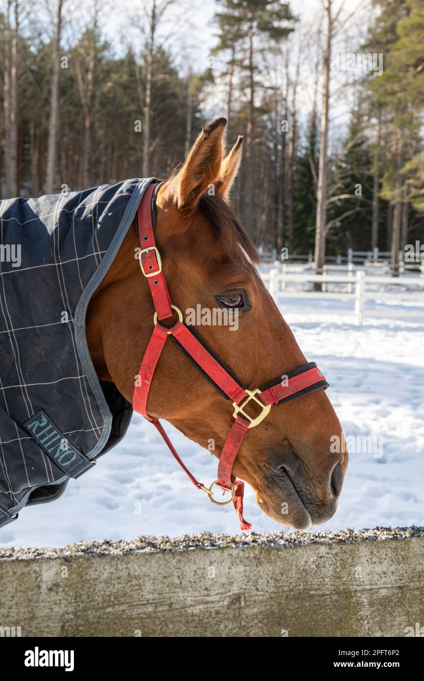 Decke mit braunem Pferd in schneebedecktem Korral an einem sonnigen Wintertag Stockfoto