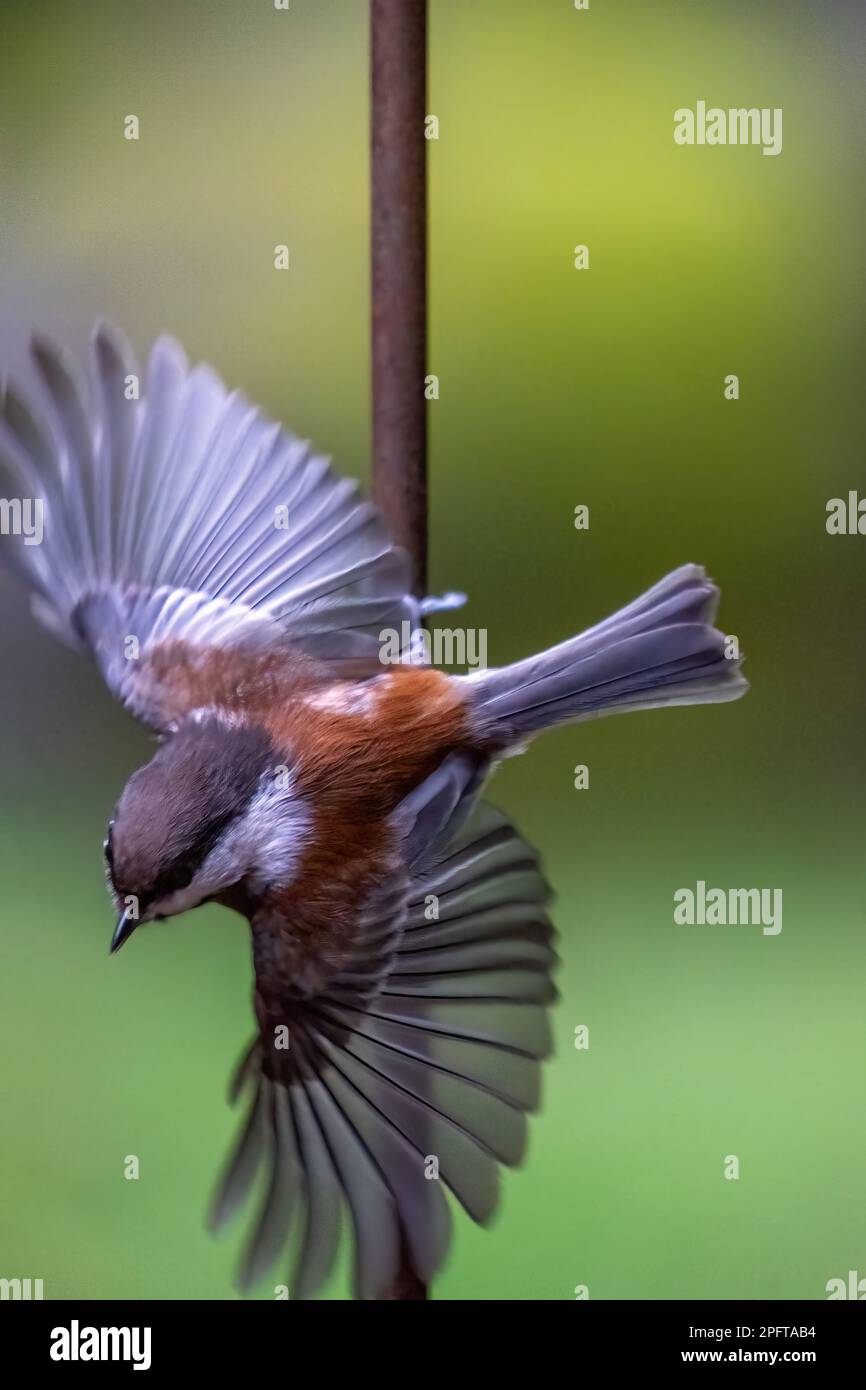 Issaquah, Washington, USA. Chickadee mit Kastanienrücken fliegt von einem dekorativen Metallspalier Stockfoto