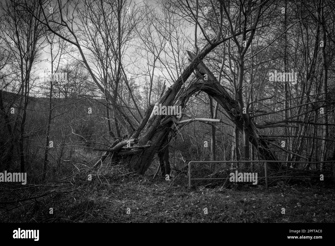Ein alter Baum ist nach einem Sturm gefallen Stockfoto