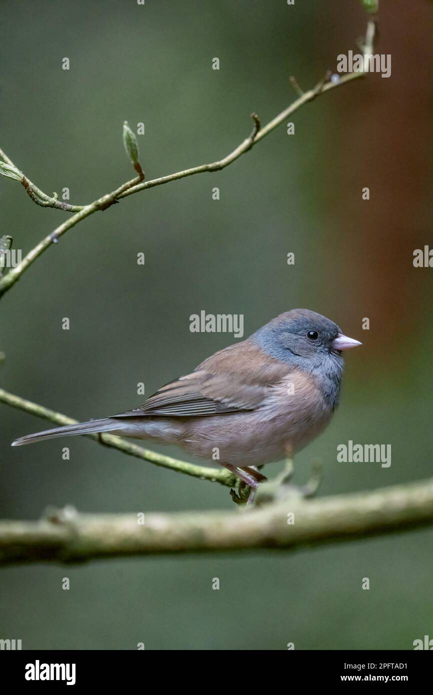 Issaquah, Washington, USA. Die weibliche Oregon Junco hockte im Frühling auf einem Ast mit sich öffnenden Blättern Stockfoto