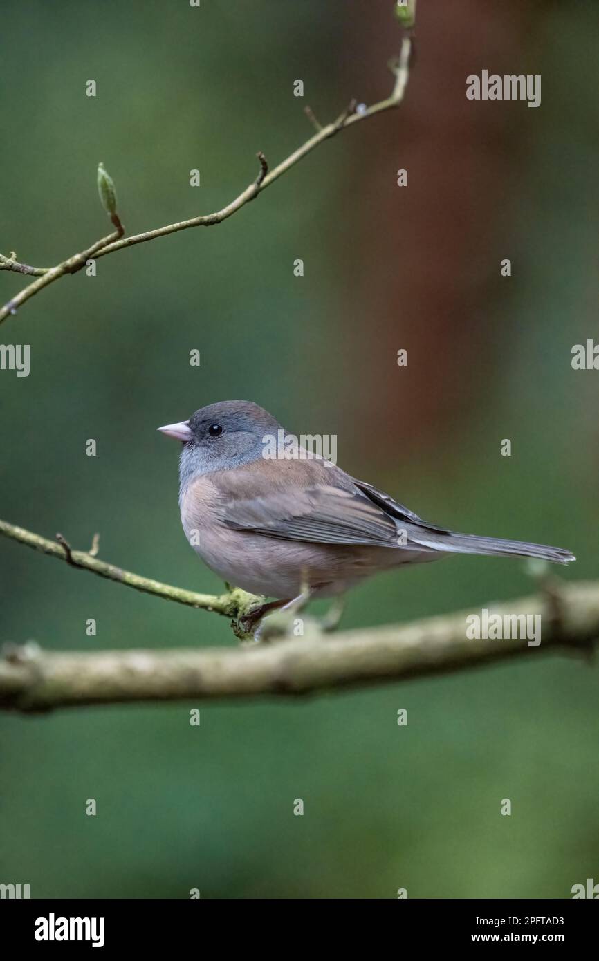 Issaquah, Washington, USA. Die weibliche Oregon Junco hockte im Frühling auf einem Ast mit sich öffnenden Blättern Stockfoto