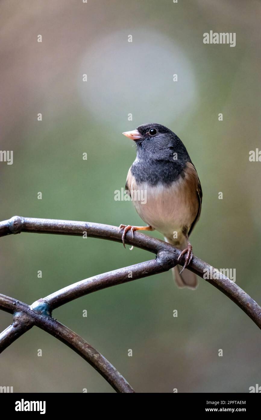 Issaquah, Washington, USA. Der männliche Oregon Junco hockte auf einem dekorativen Metallspalier Stockfoto