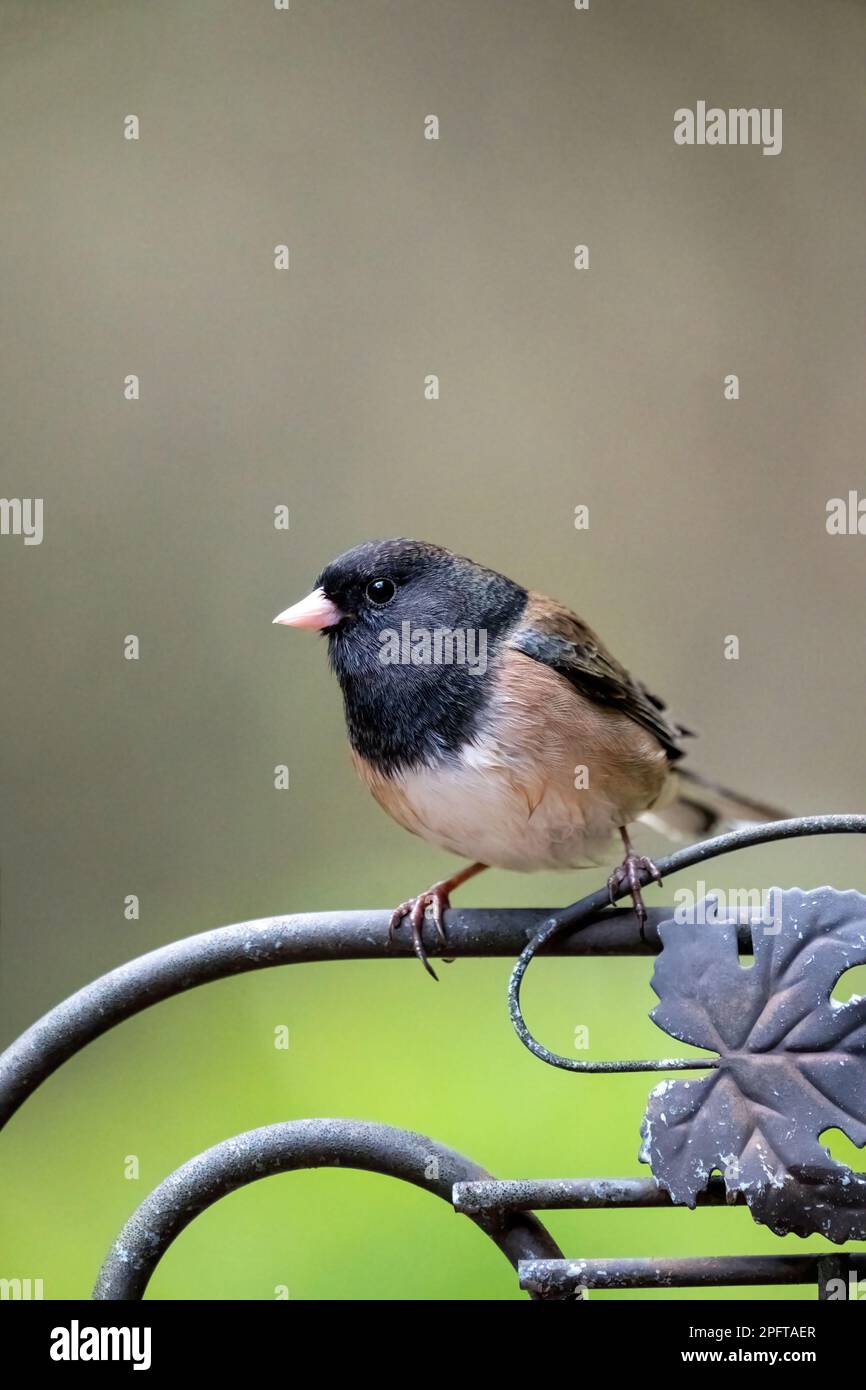 Issaquah, Washington, USA. Der männliche Oregon Junco hockte auf einem dekorativen Metallspalier Stockfoto